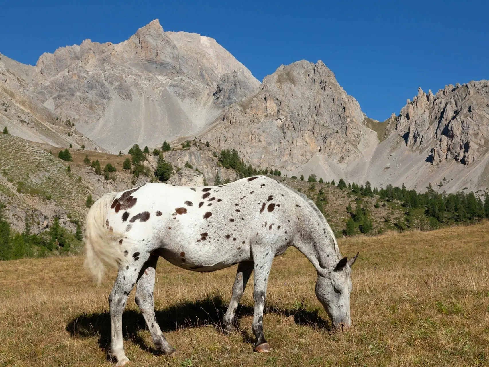 Bay appaloosa horse