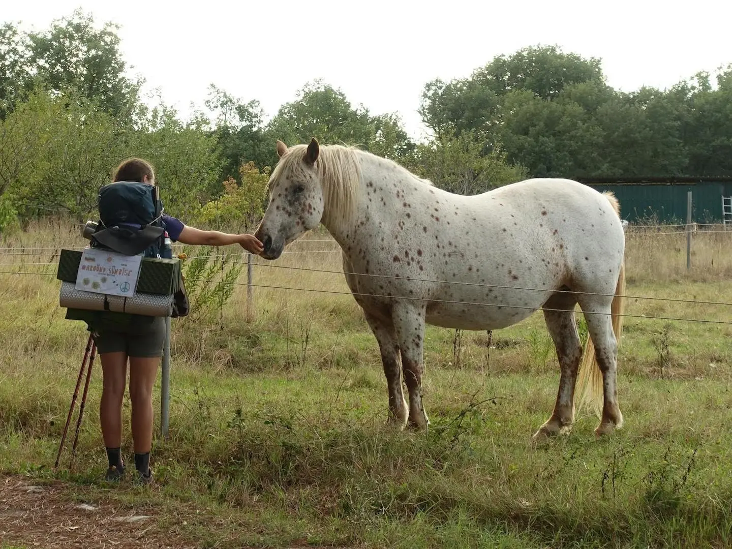 Bay appaloosa horse