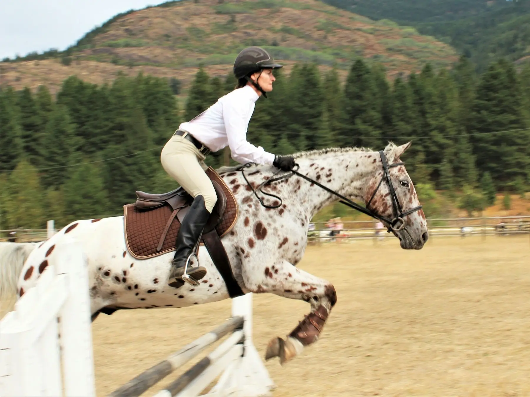 Leopard appaloosa horse