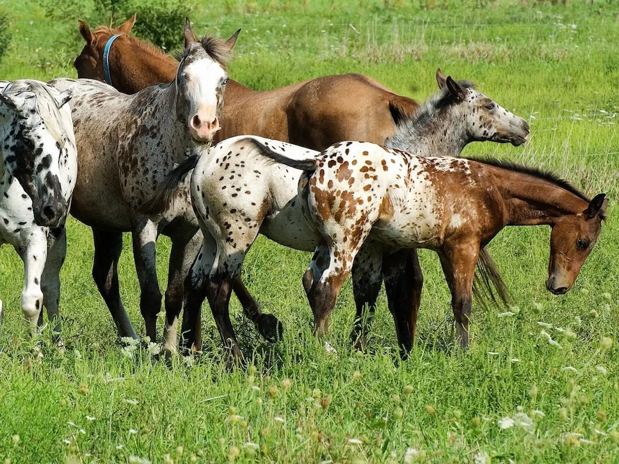 Bay appaloosa horse