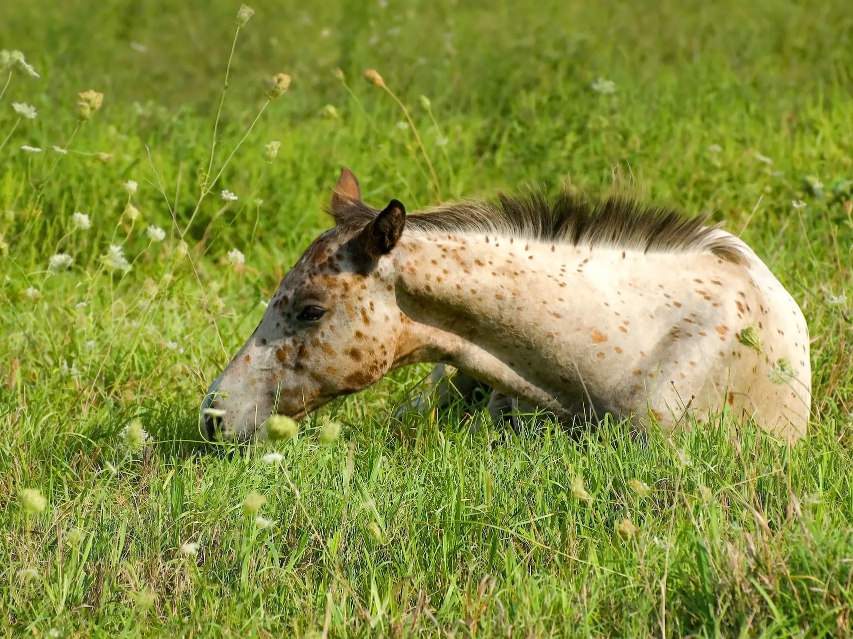 Leopard appaloosa horse