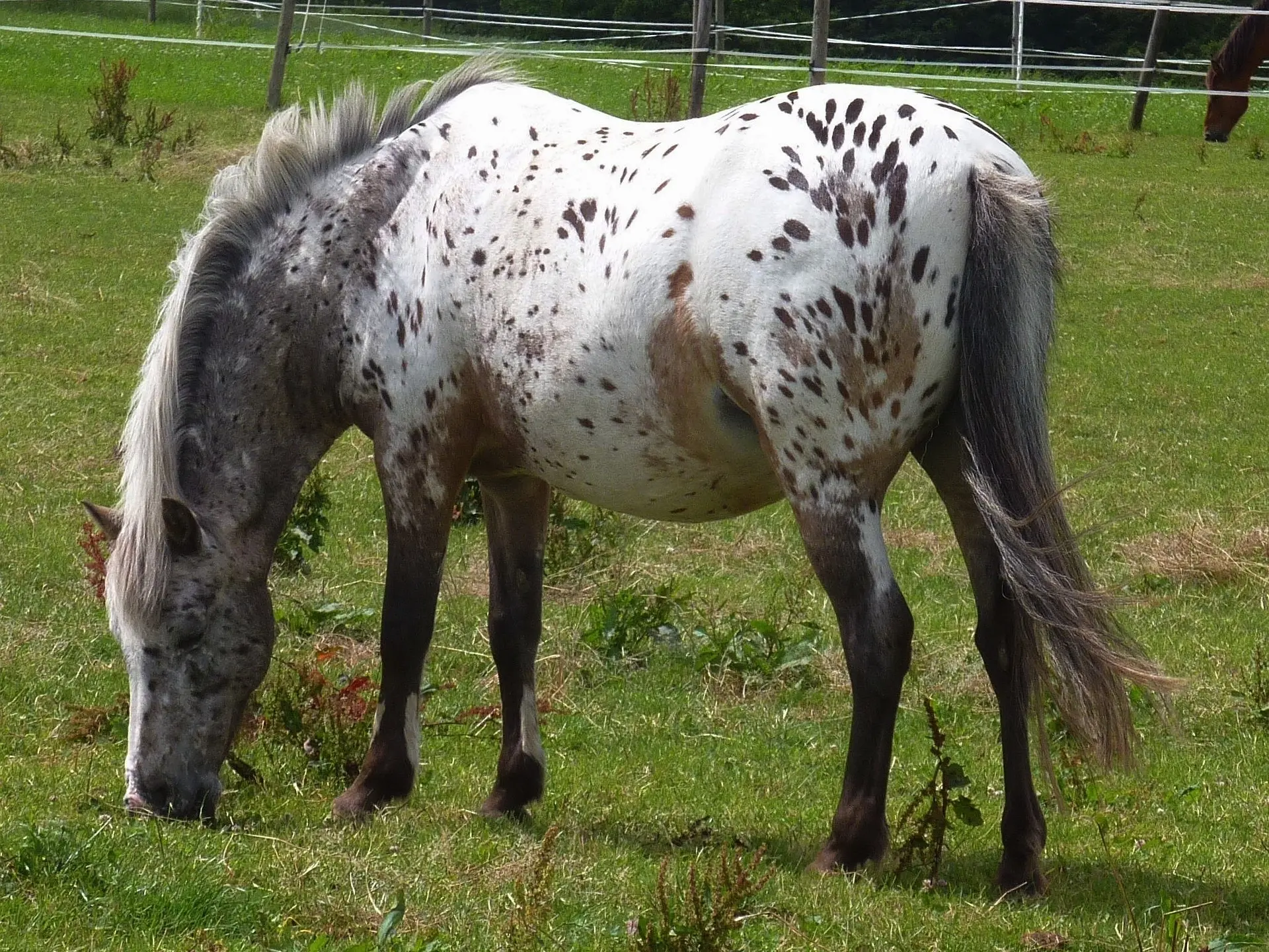 Bay appaloosa horse