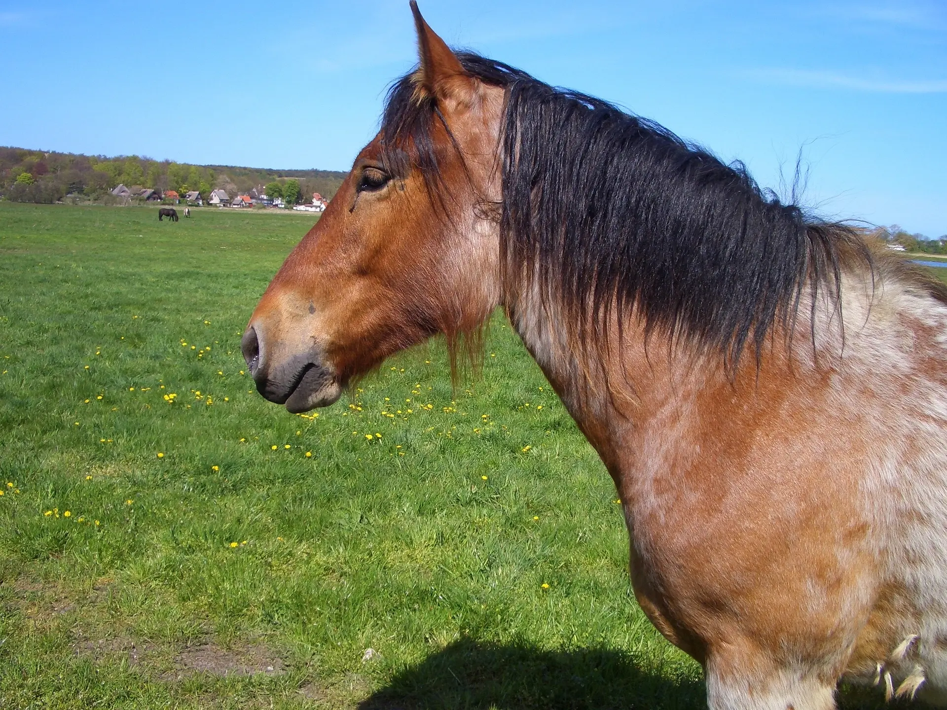 Bay appaloosa horse