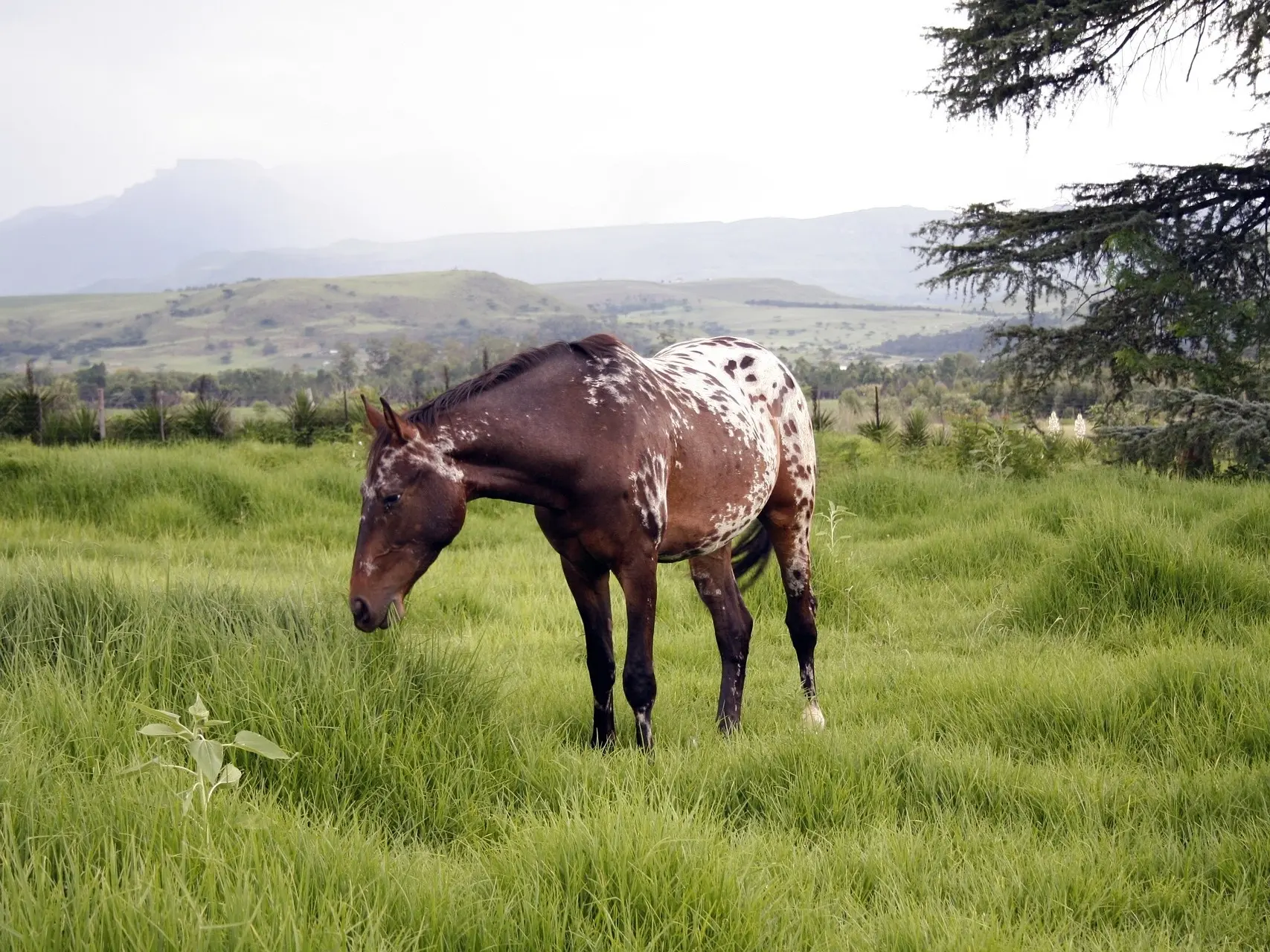 Bay appaloosa horse