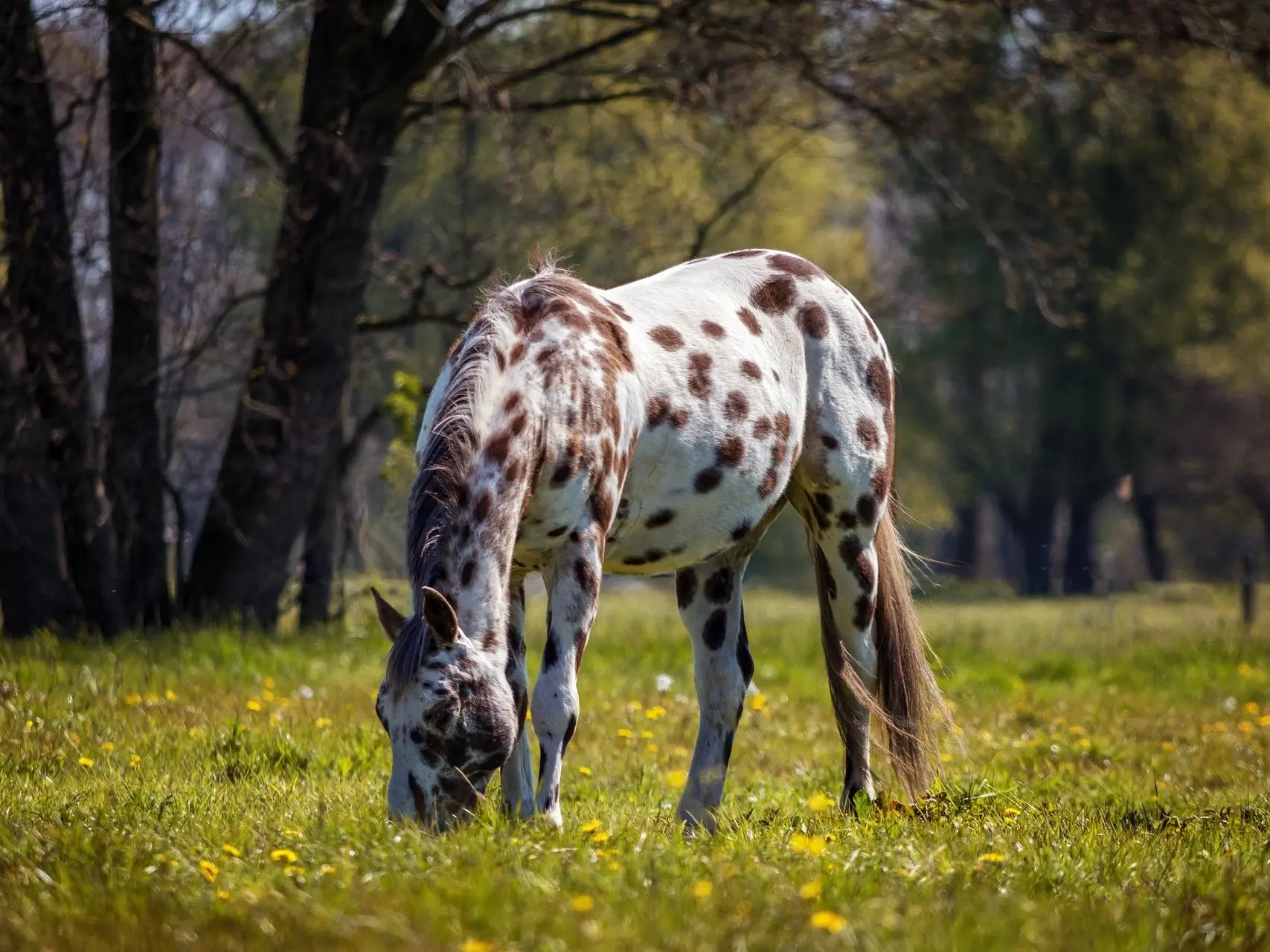 Leopard appaloosa horse