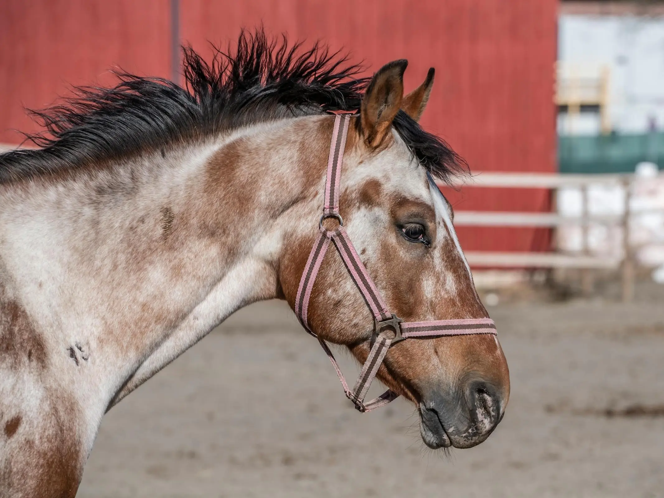 Bay appaloosa