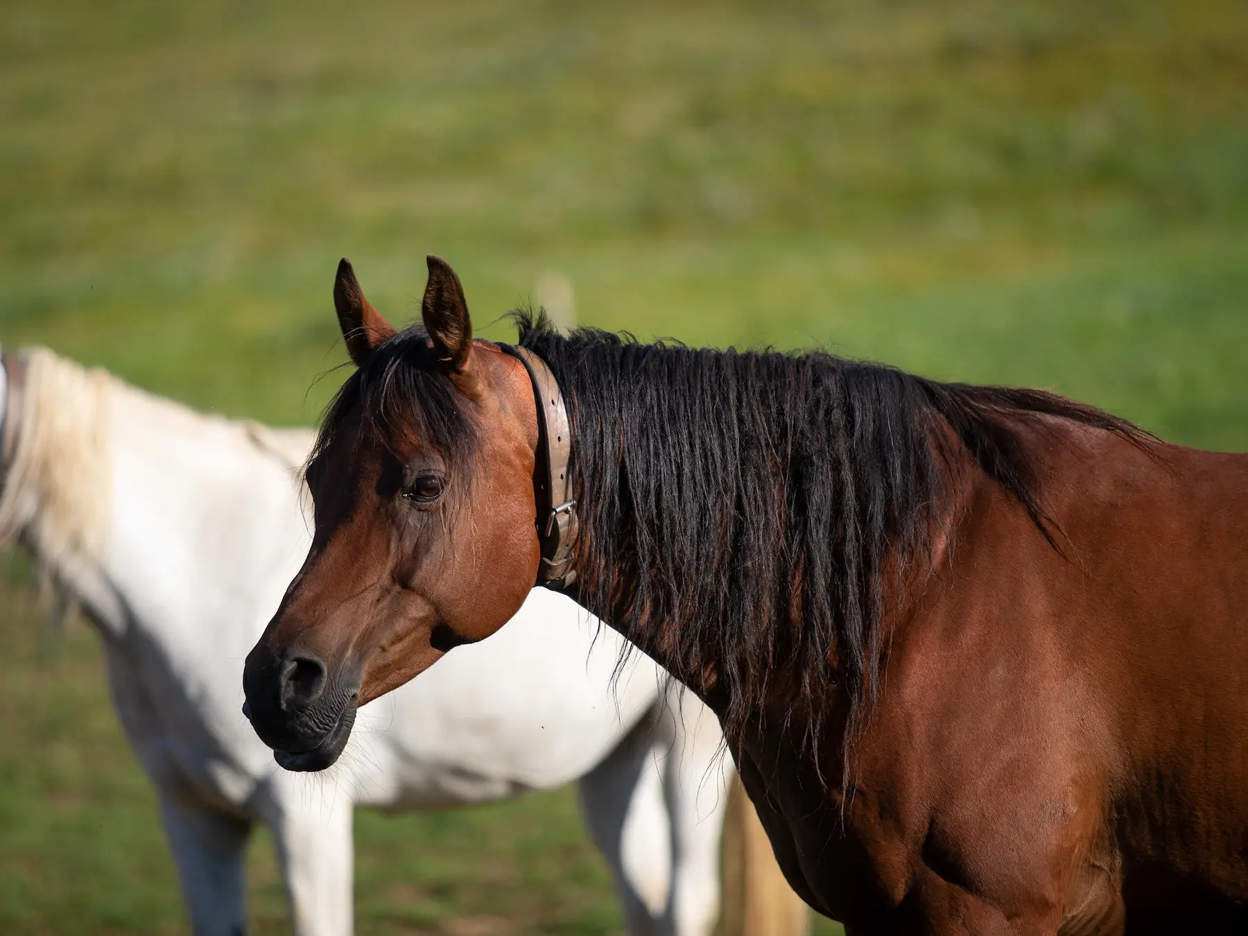 Blood bay horse