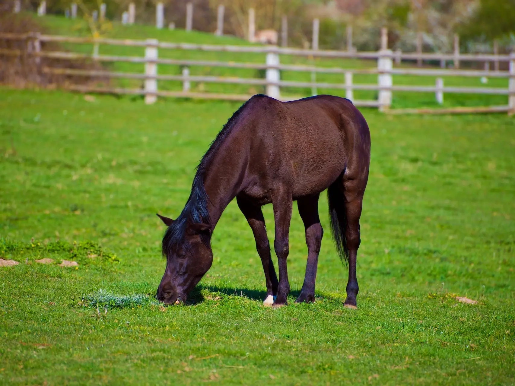 Blood bay horse