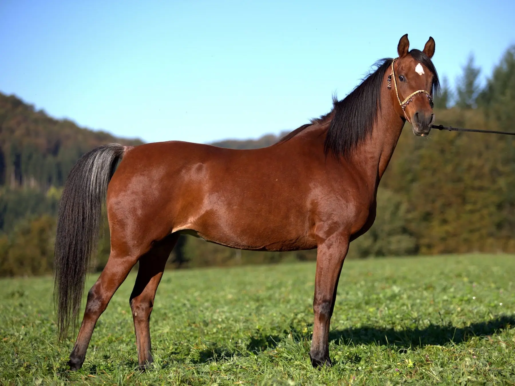 Horse with lacing markings