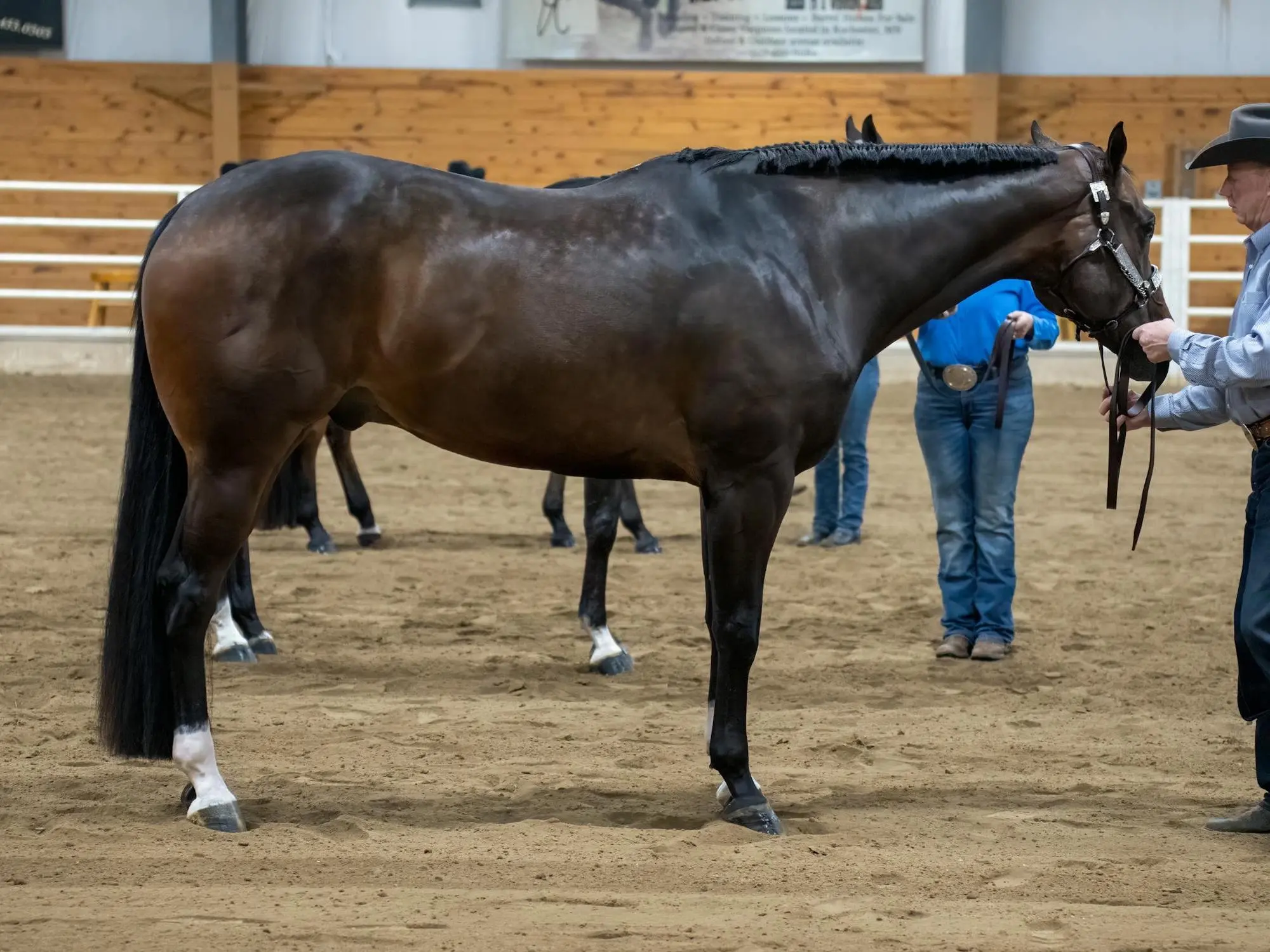 Quarter Horse halter type