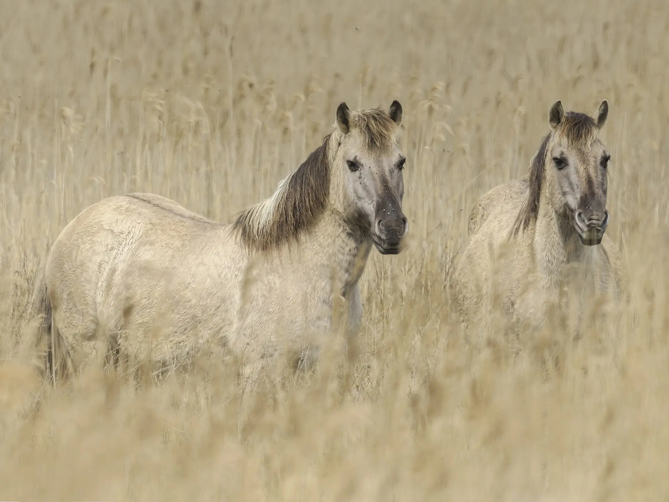 Yellow dun horse