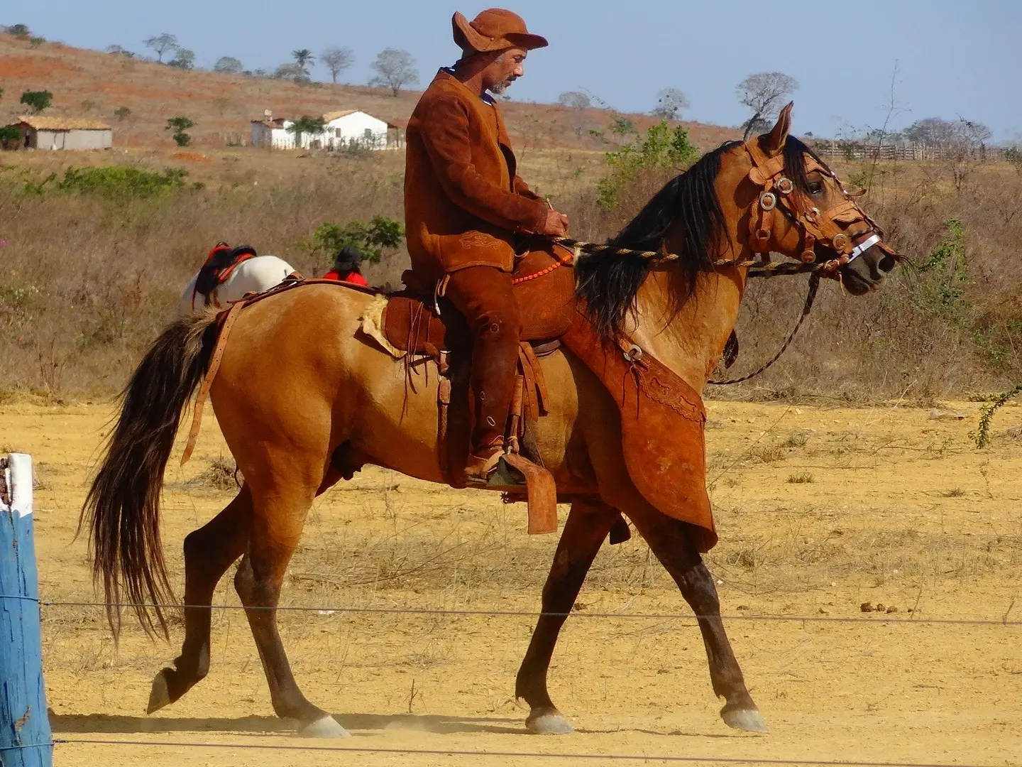 Golden bay horse