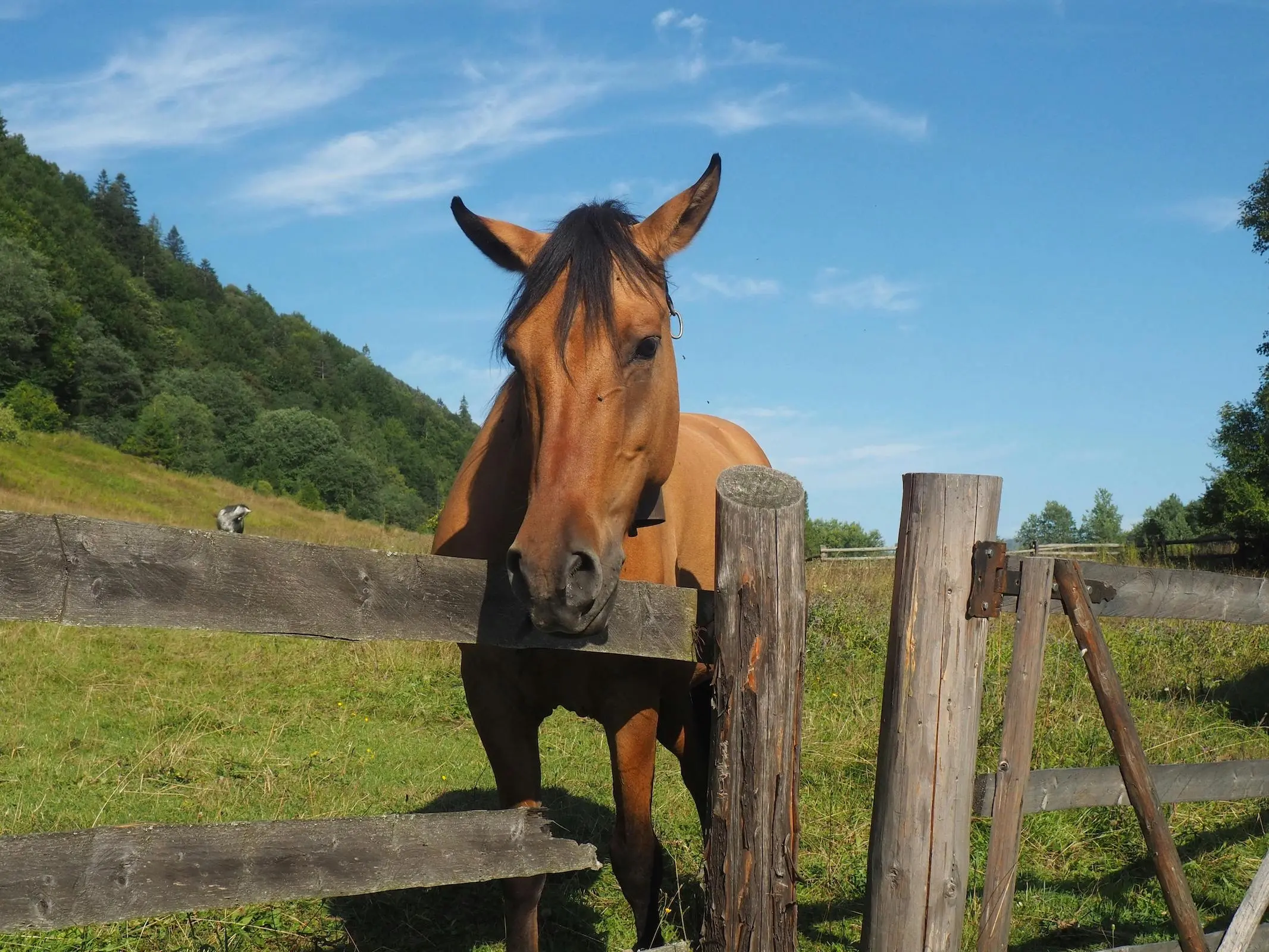 Golden bay horse