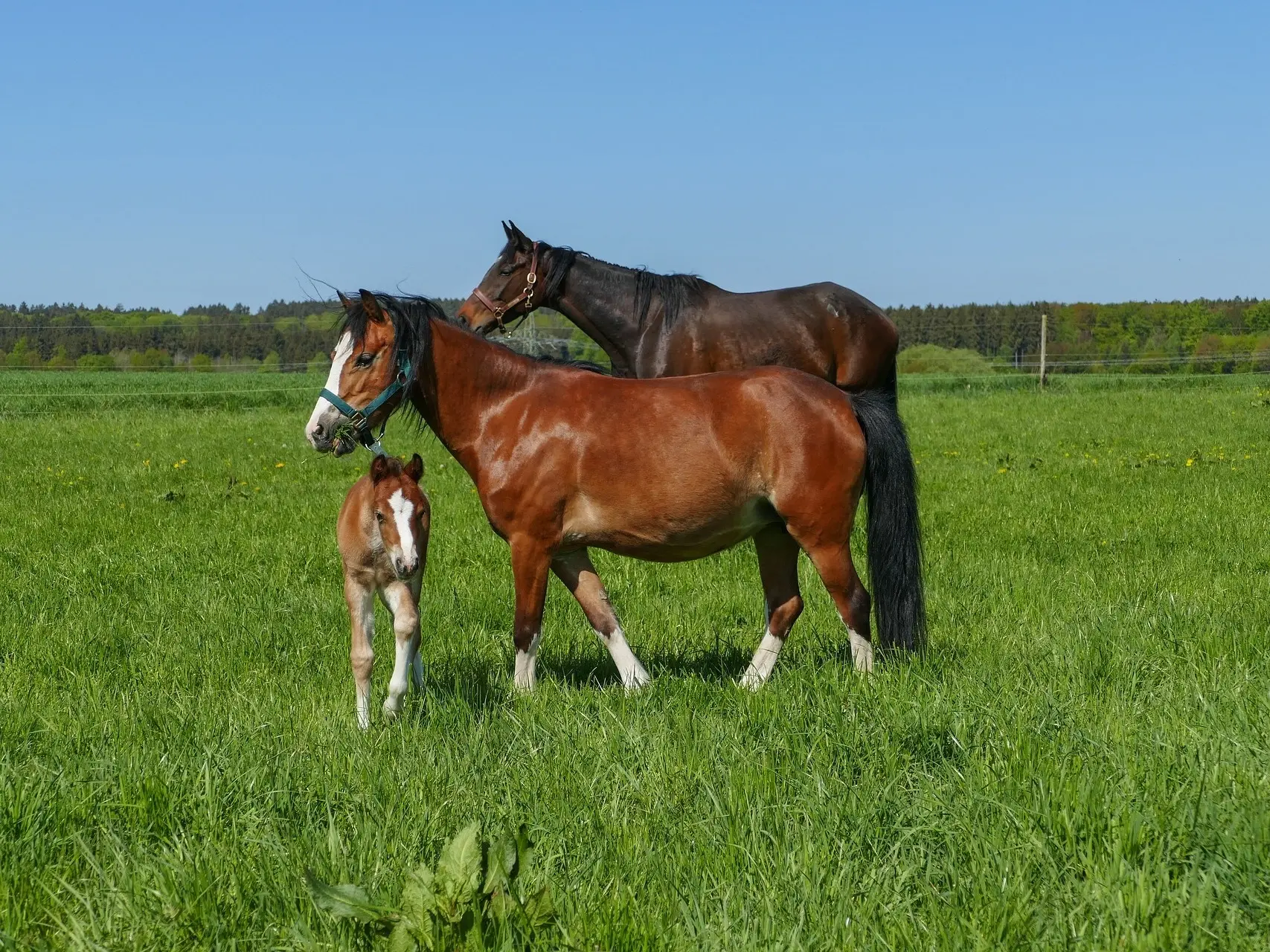 Bay mealy horse