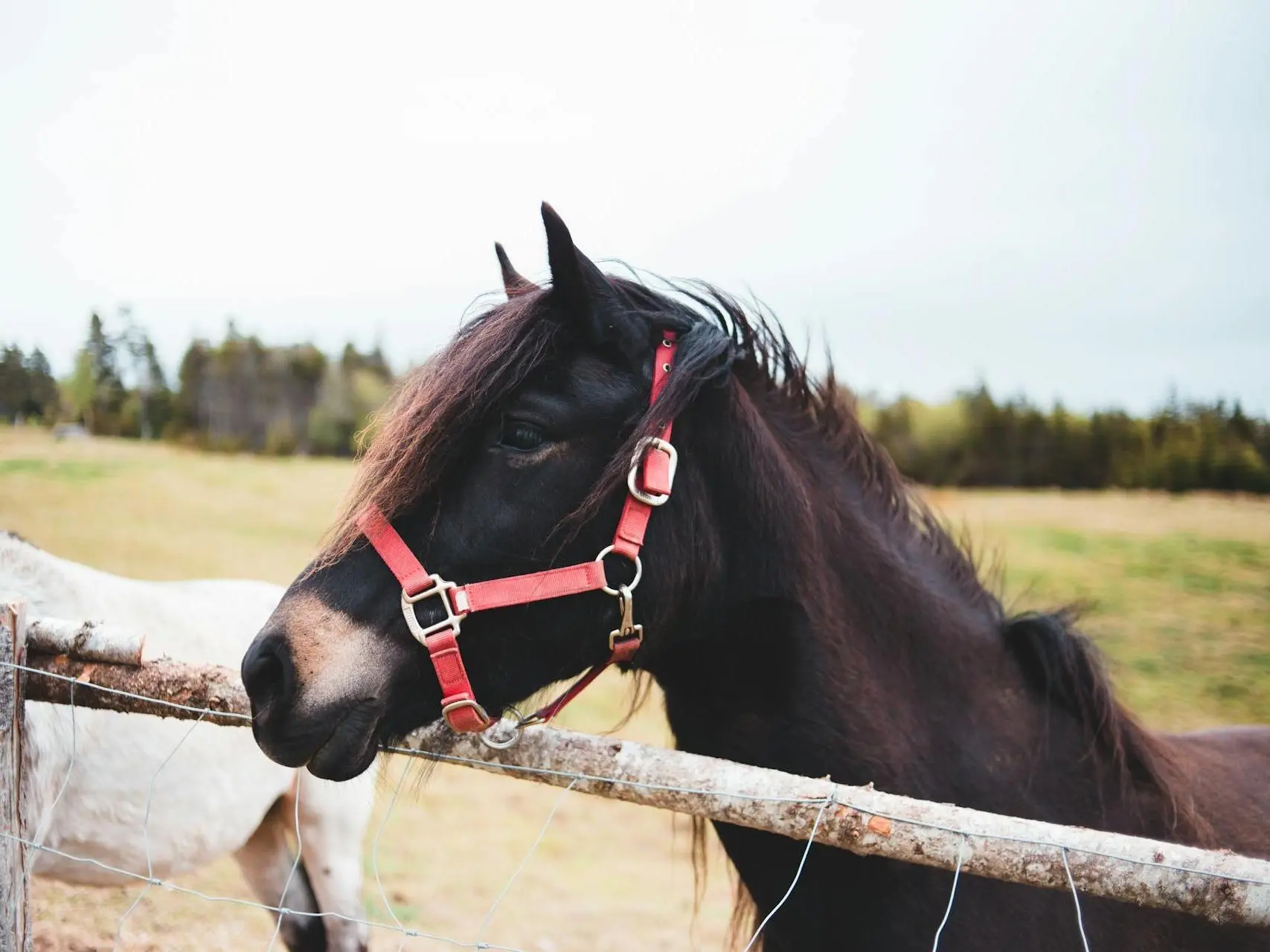 Bay mealy horse