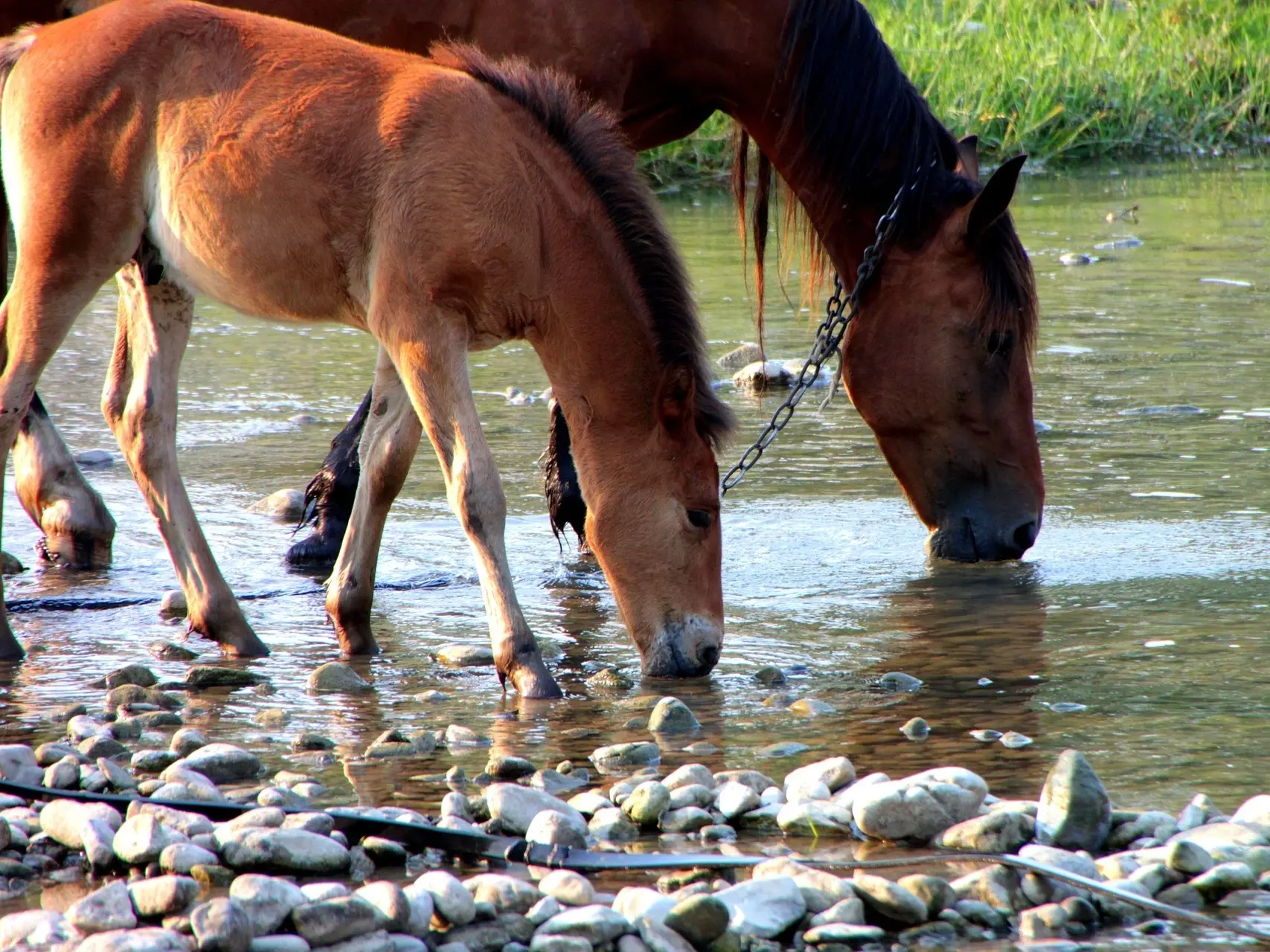 Bay mealy horse