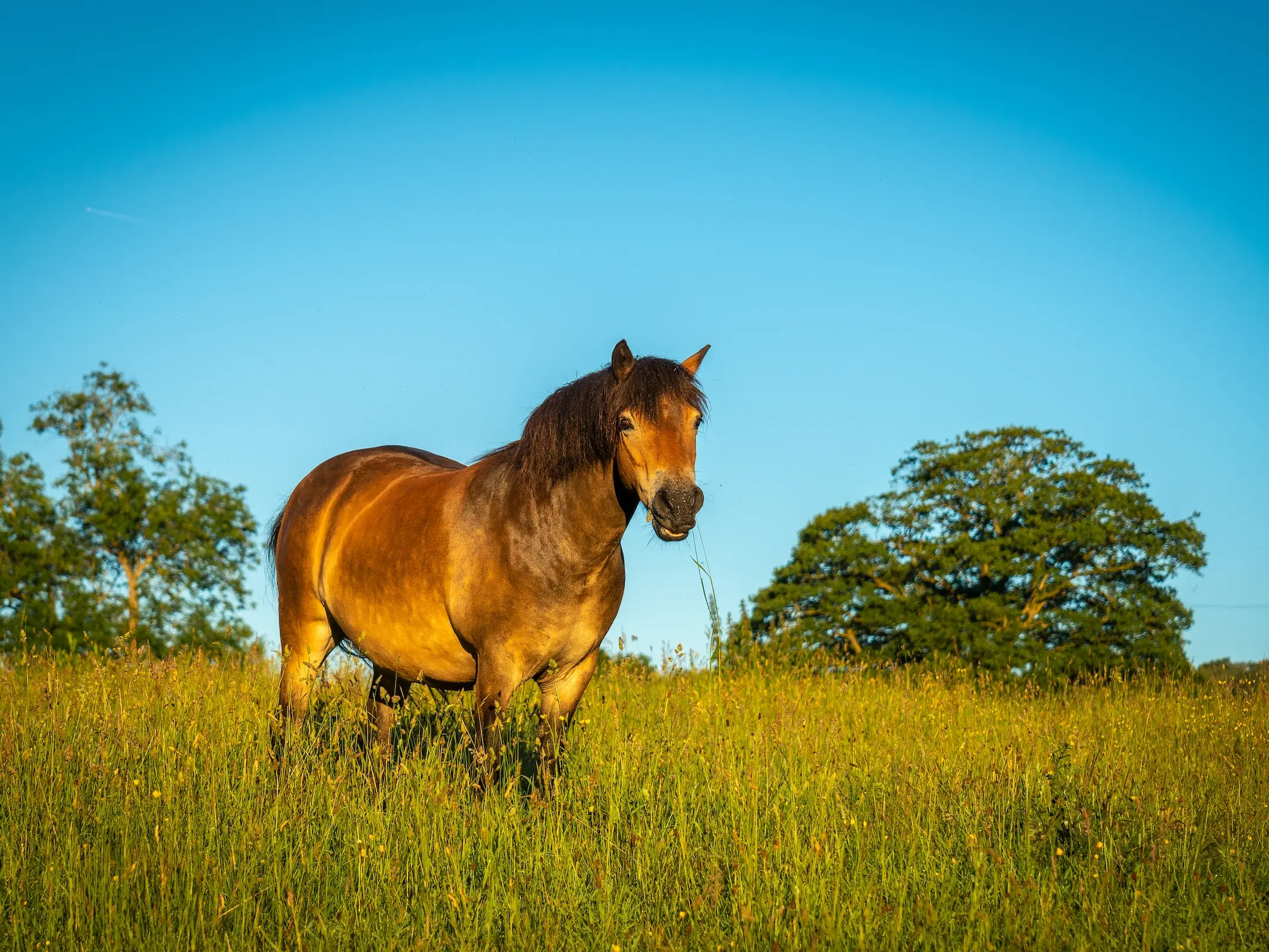 Bay mealy horse