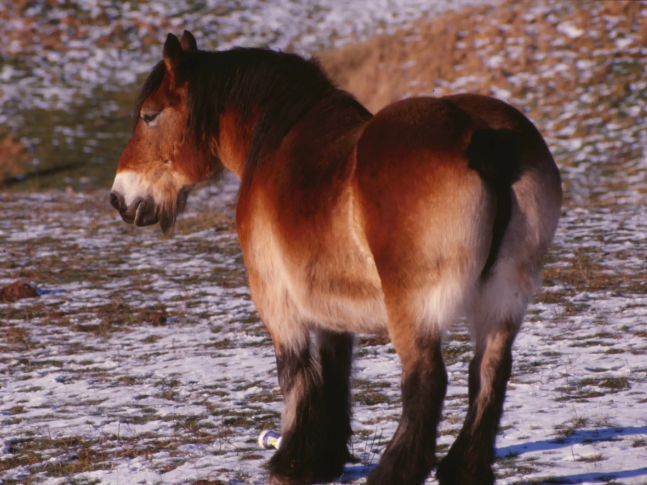 Bay mealy horse