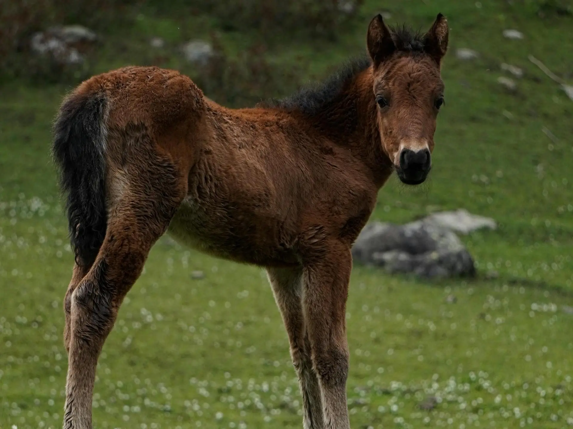 Bay mealy horse