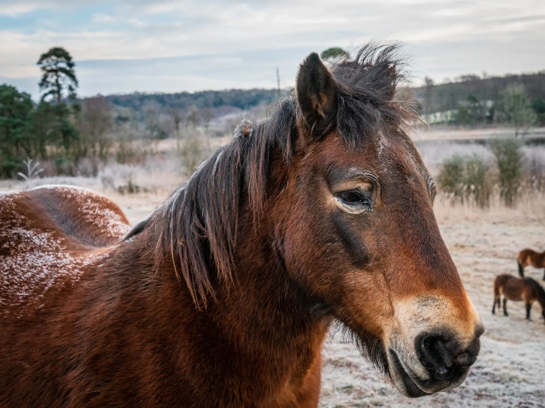 Bay mealy horse