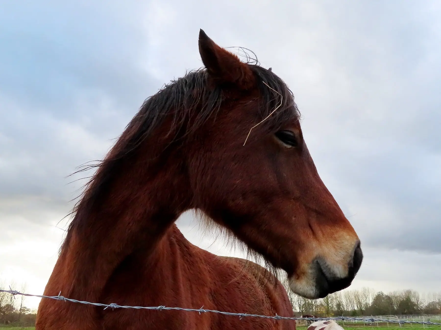 Bay mealy horse