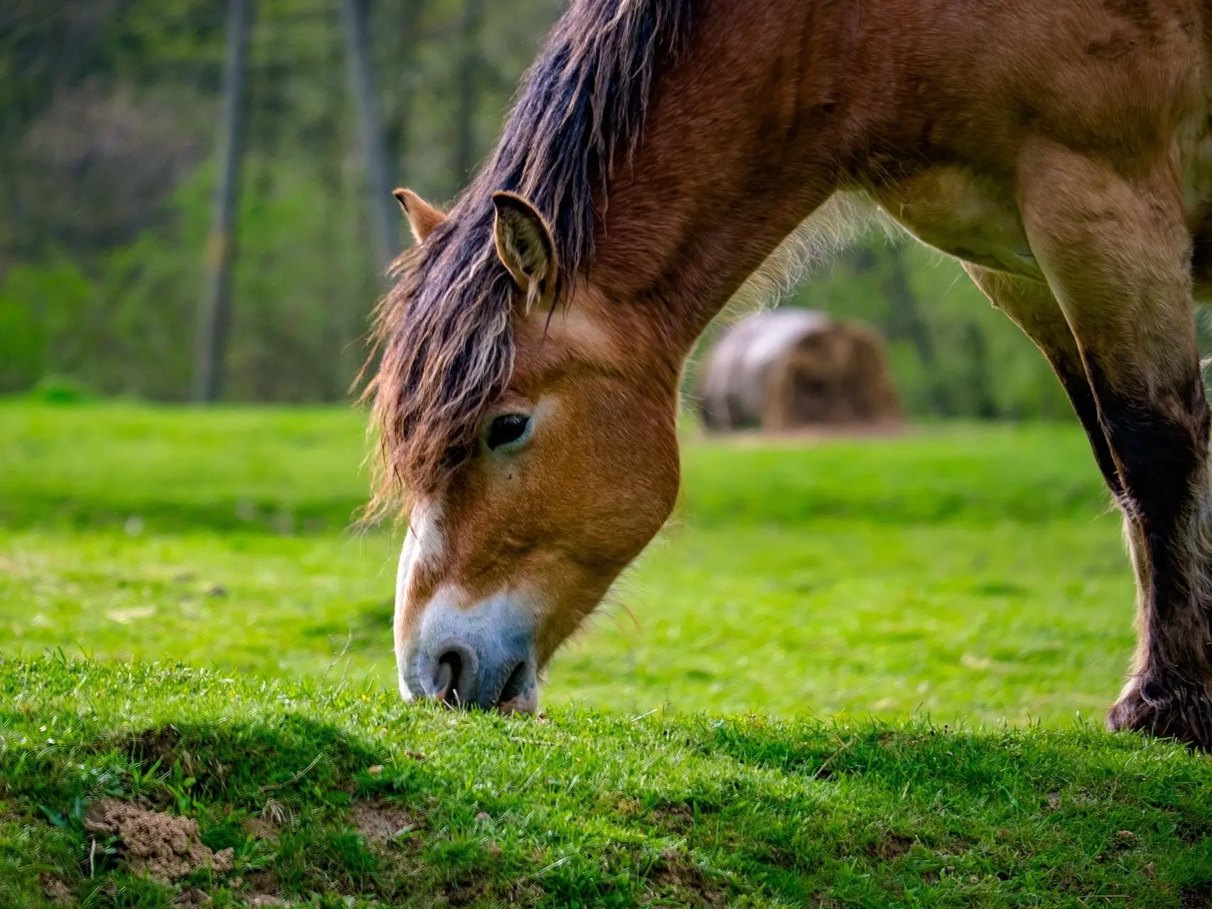 Bay mealy horse