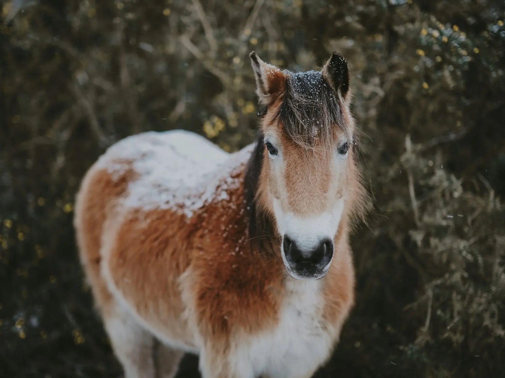 Bay mealy horse