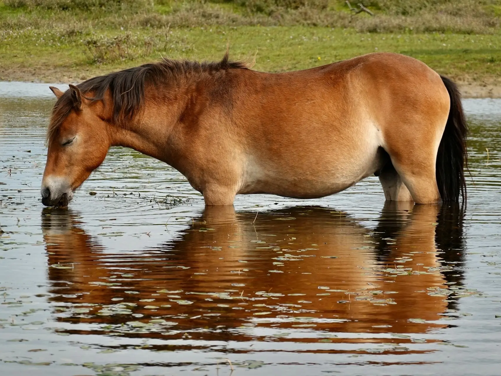 Bay mealy horse