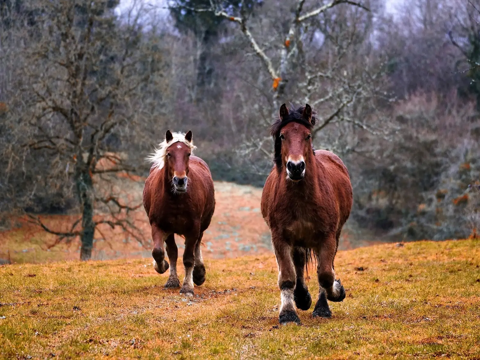 Bay mealy horse