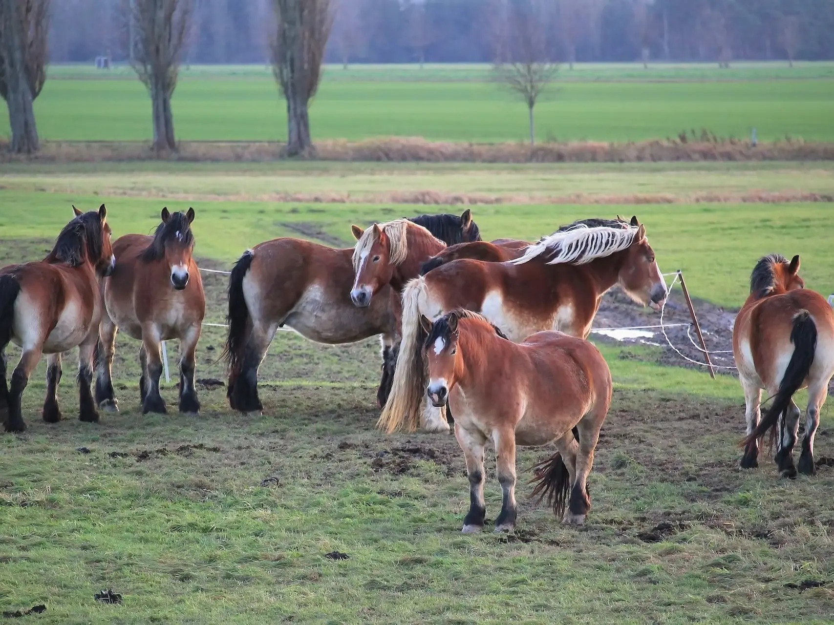 Bay mealy horse