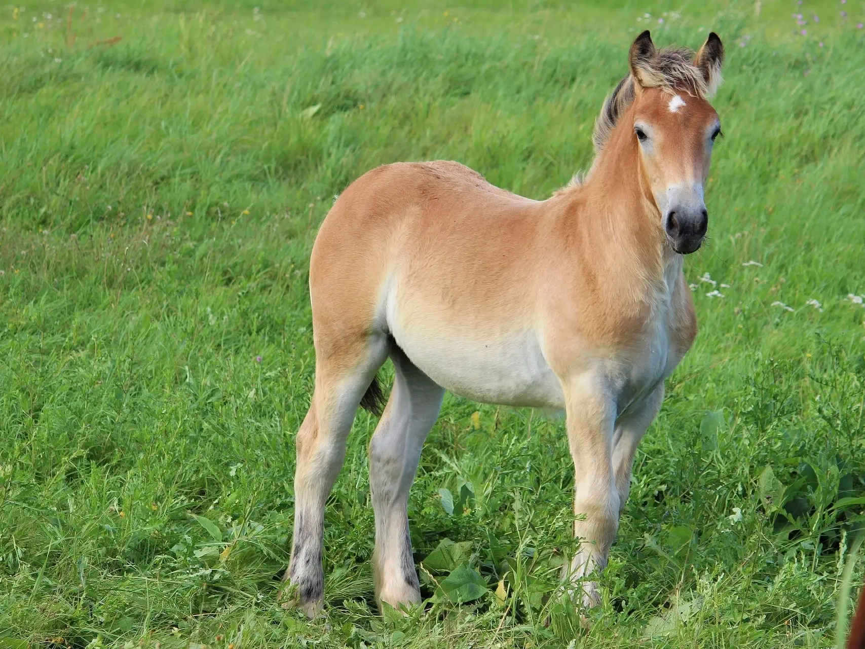 Bay mealy horse