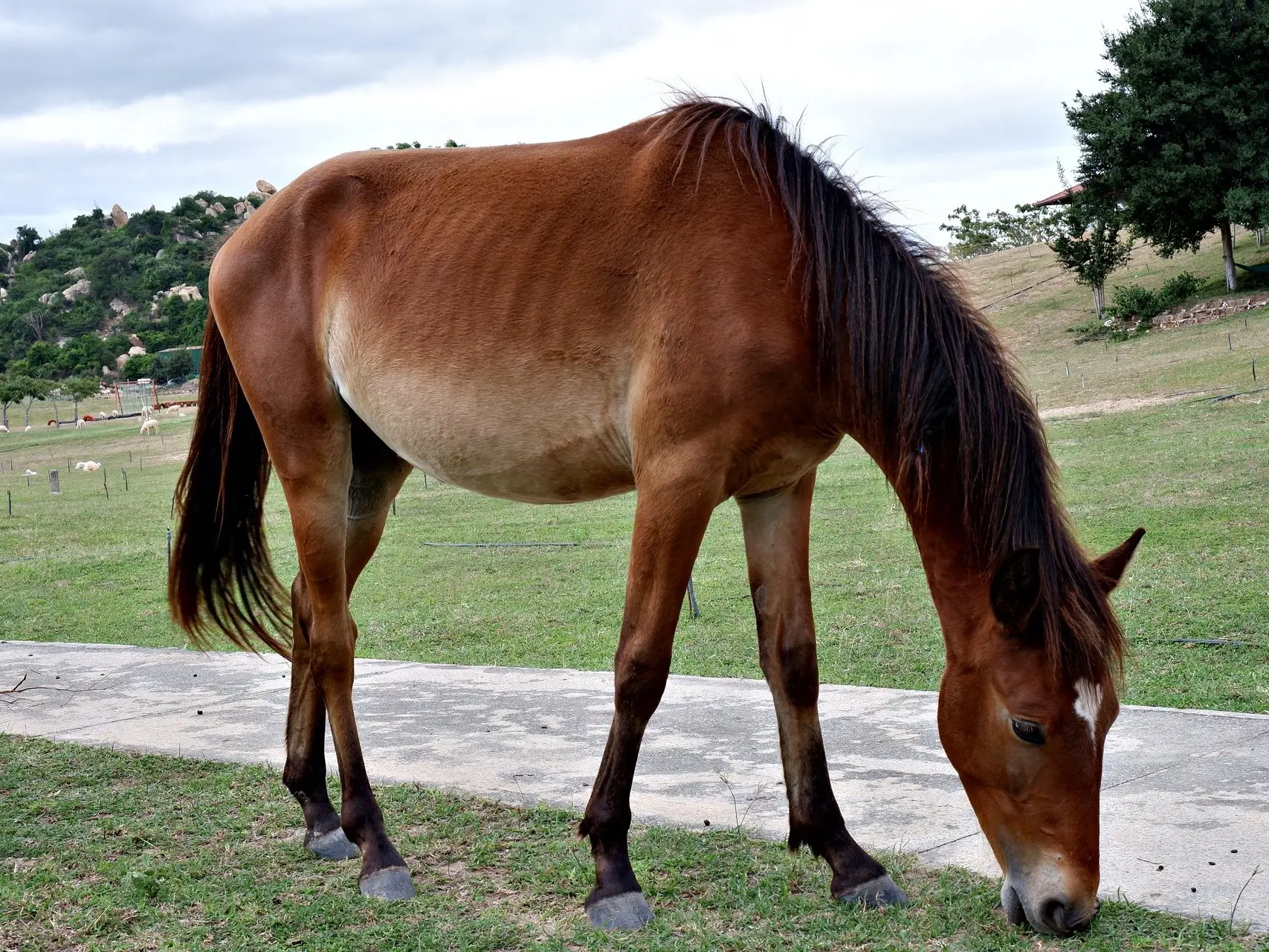 Bay mealy horse