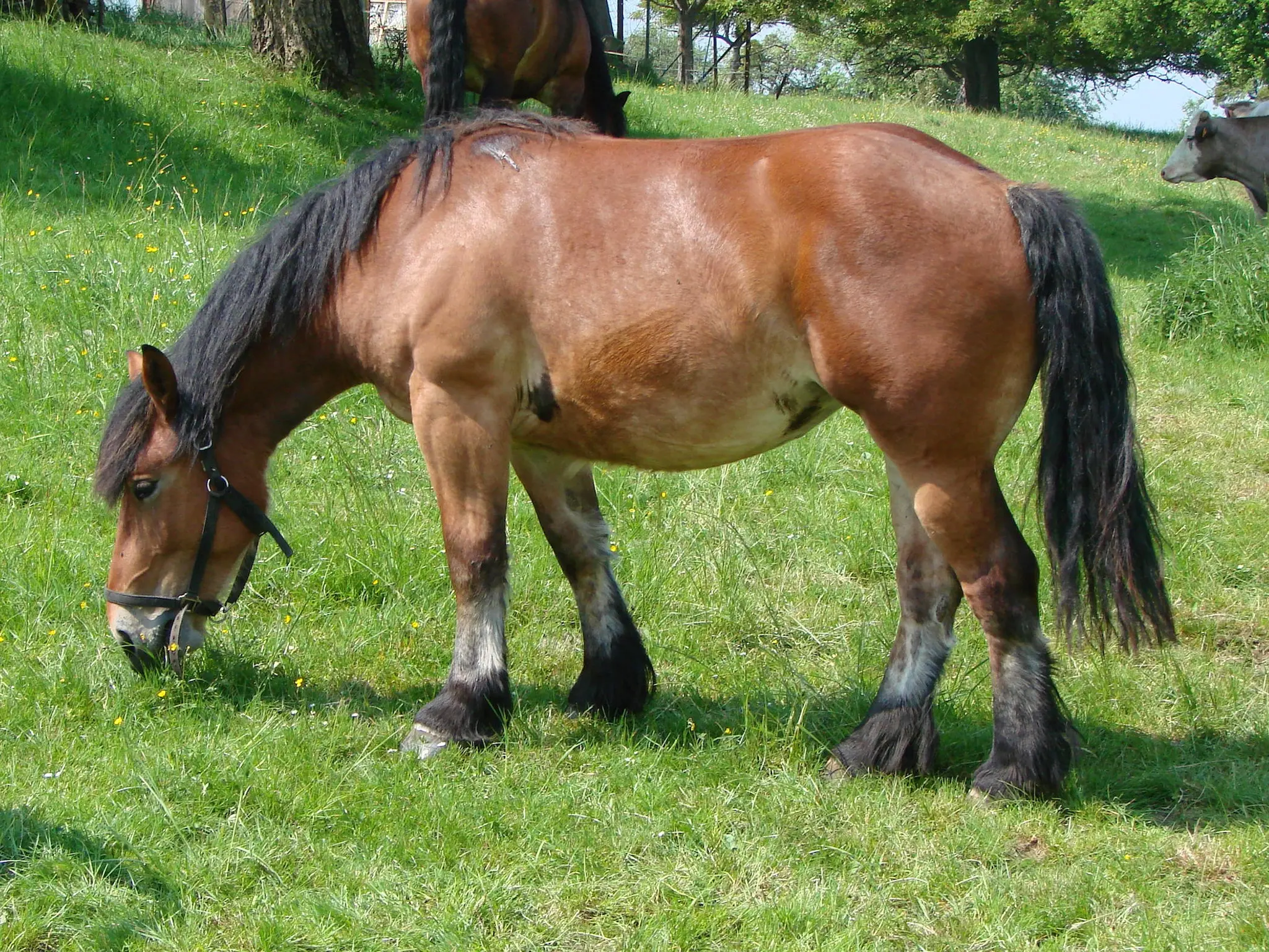 Bay mealy horse