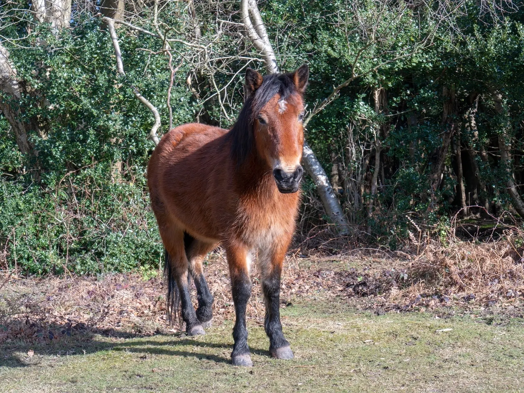 Bay mealy horse