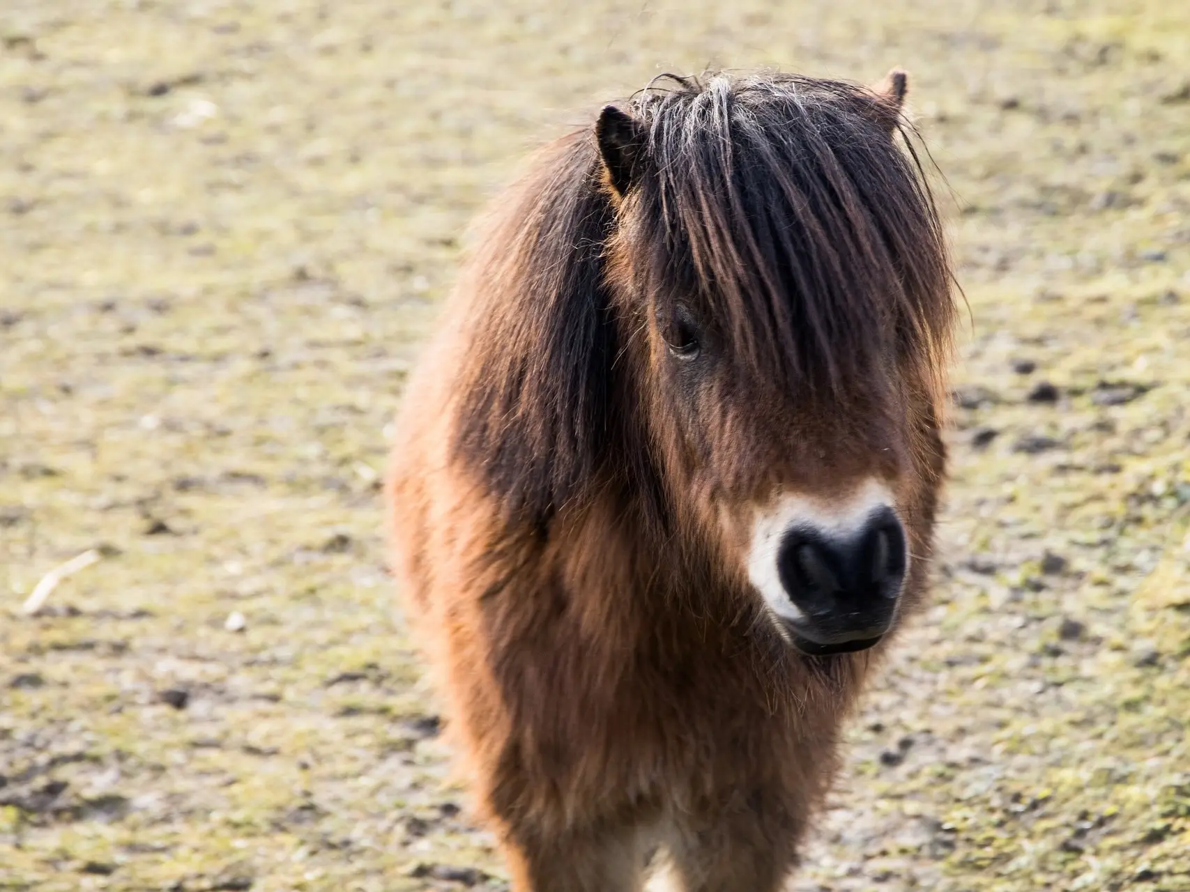 Bay mealy horse