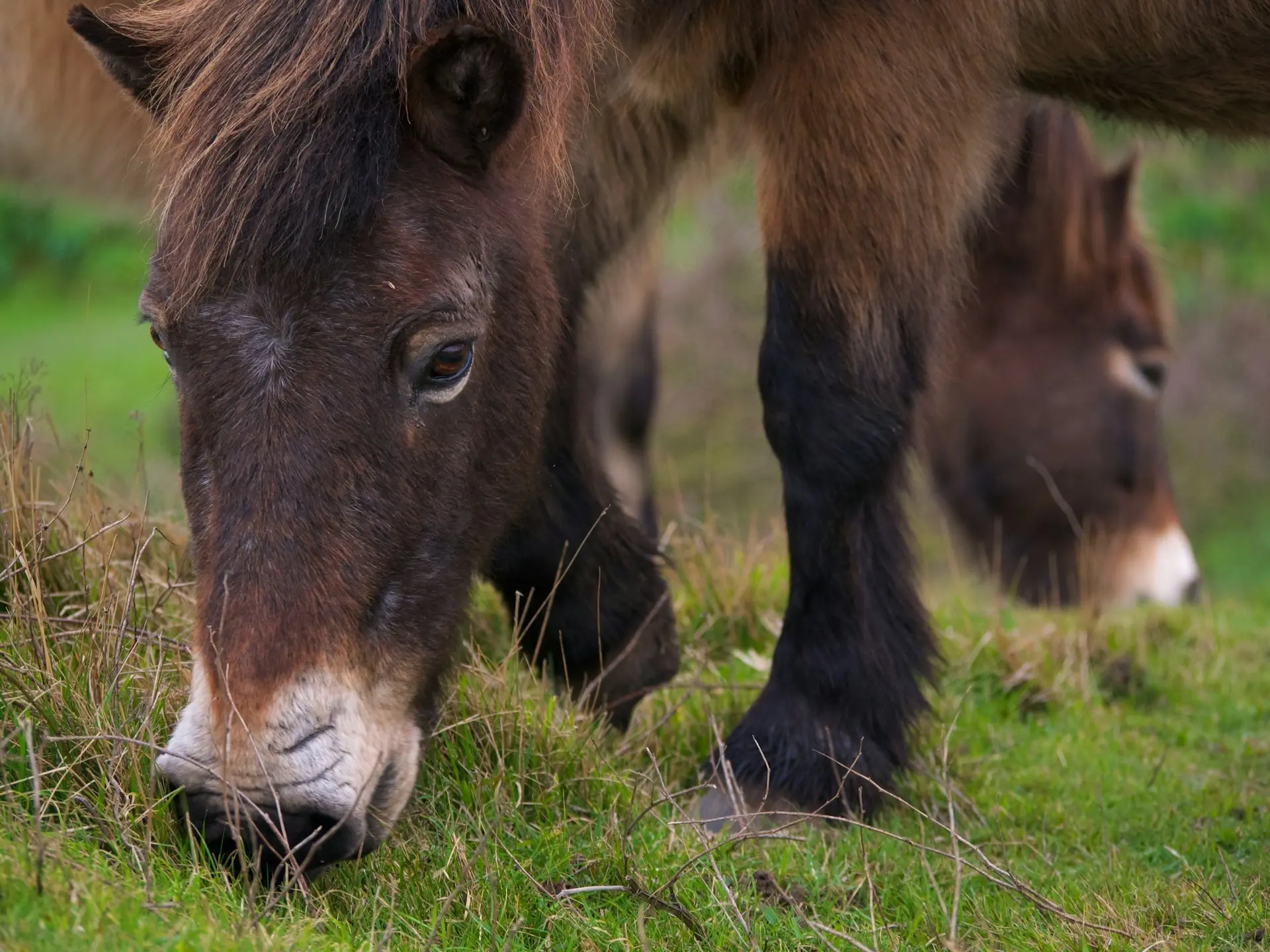 Bay mealy horse