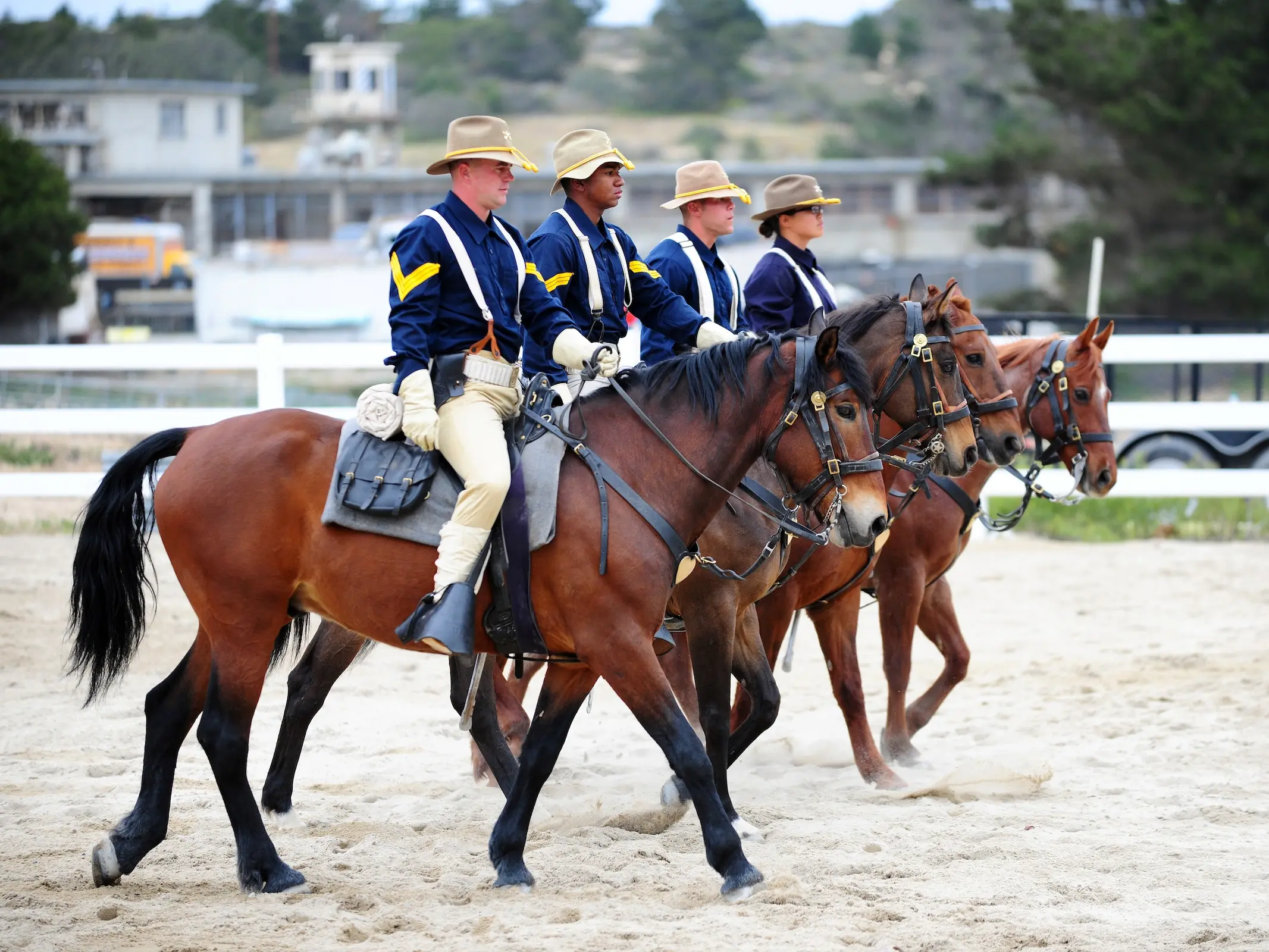 Bay mealy horse