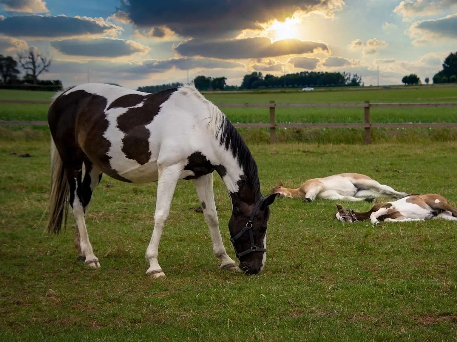 Bay pinto horse