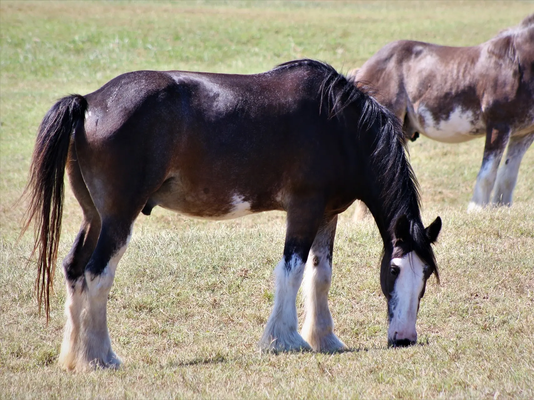 Bay pinto horse