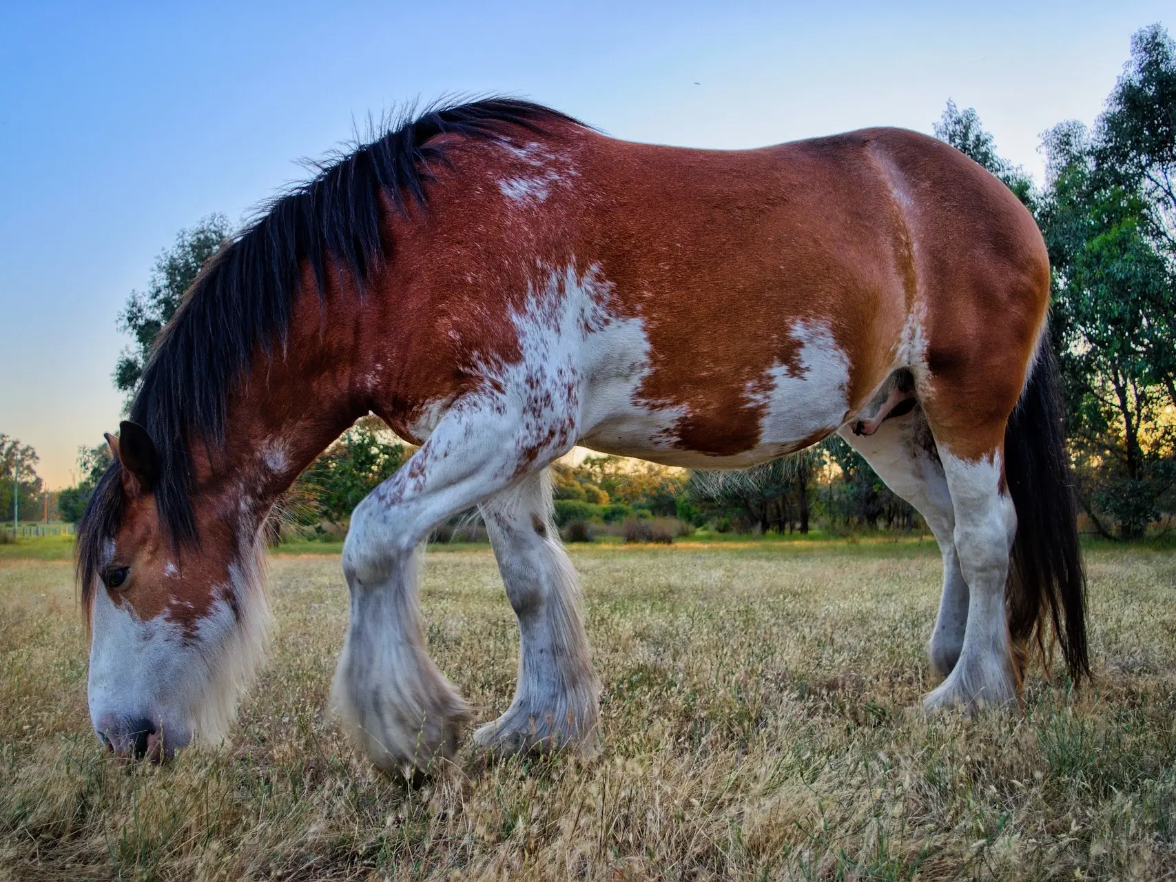 Bay pinto horse