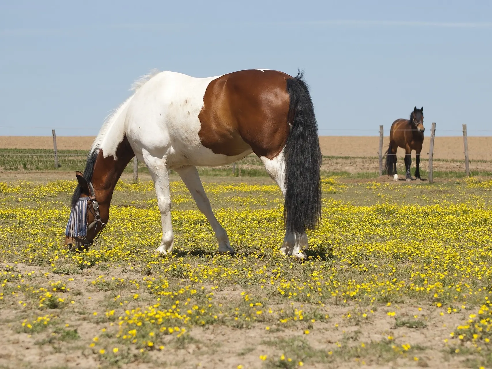 Bay pinto horse