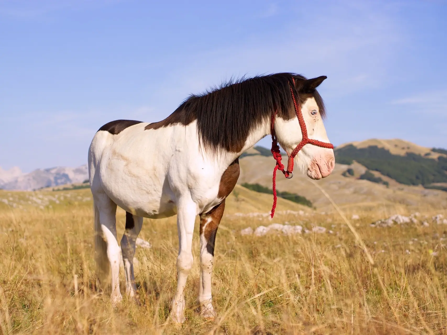 Bay pinto horse