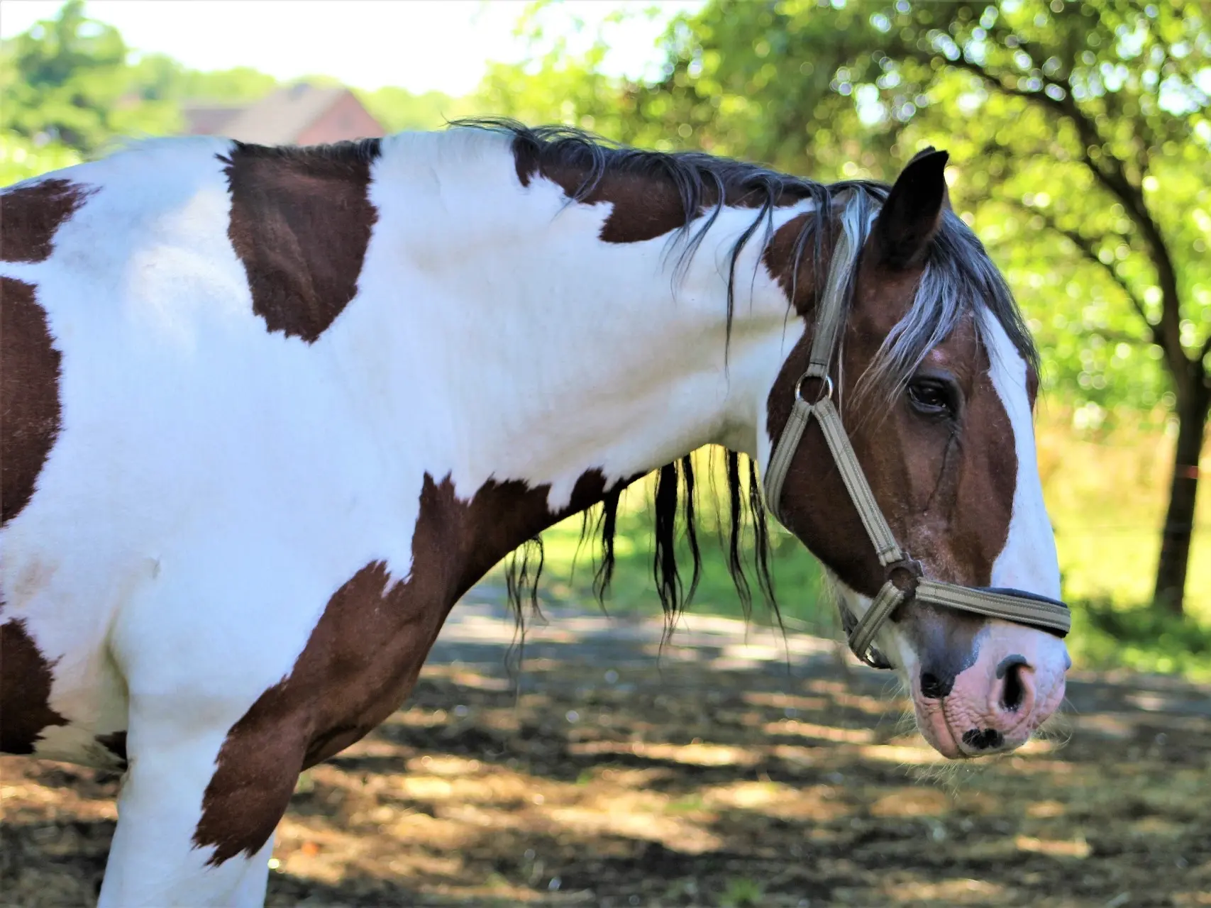 Bay pinto horse