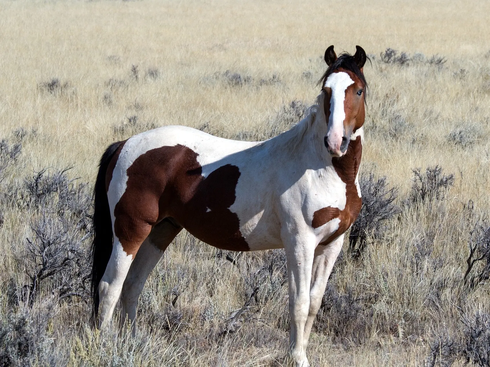 Bay pinto horse