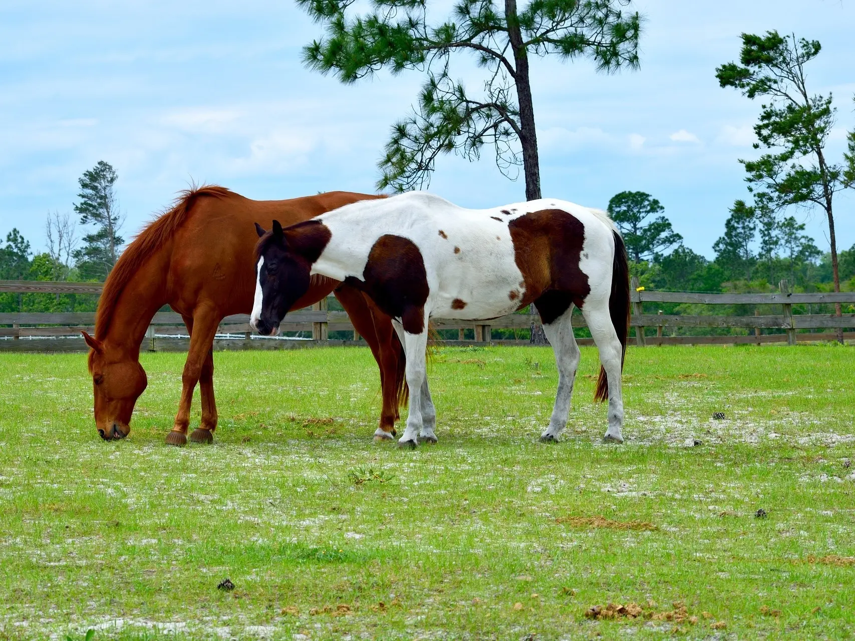 Bay pinto horse