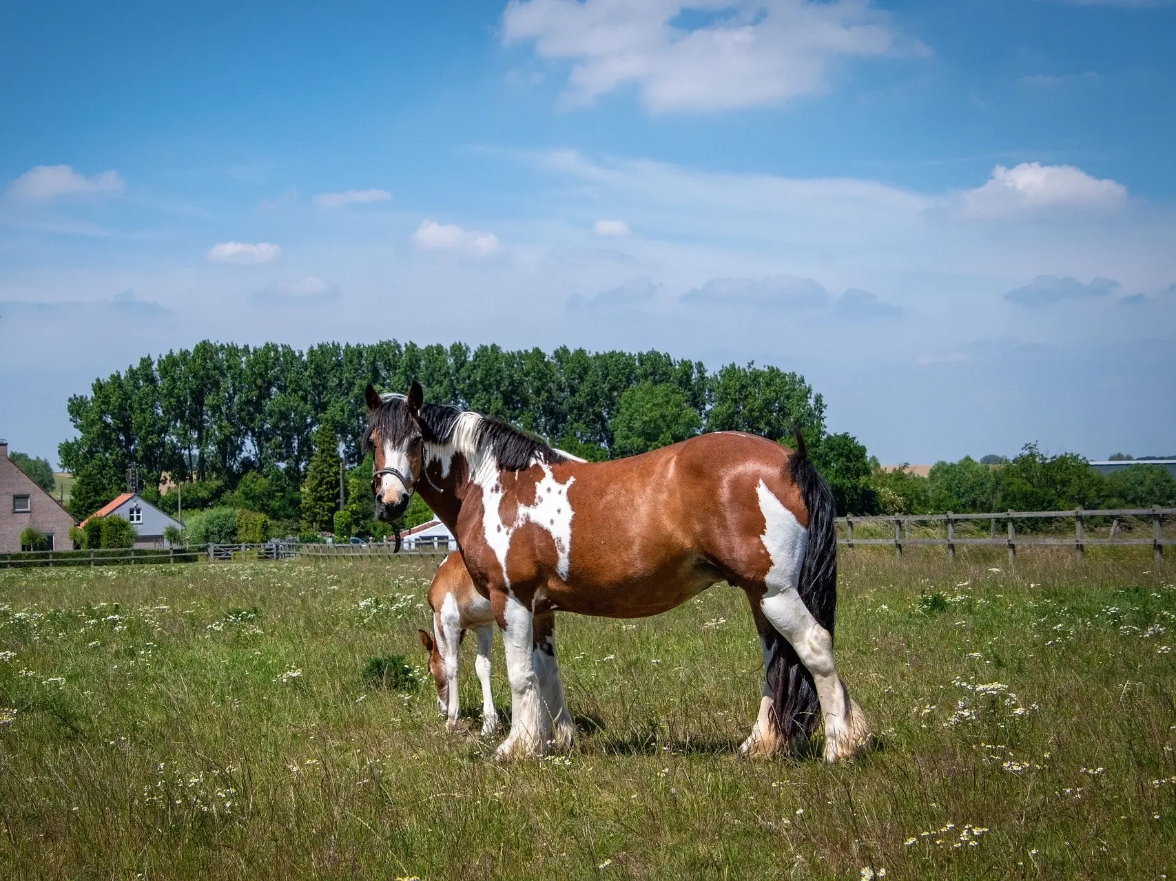 Bay pinto horse