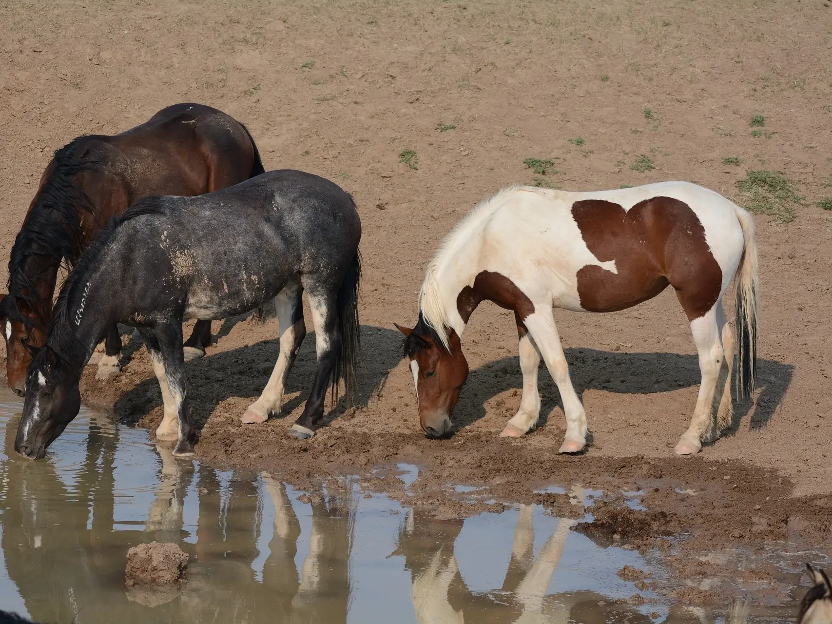 Bay pinto horse