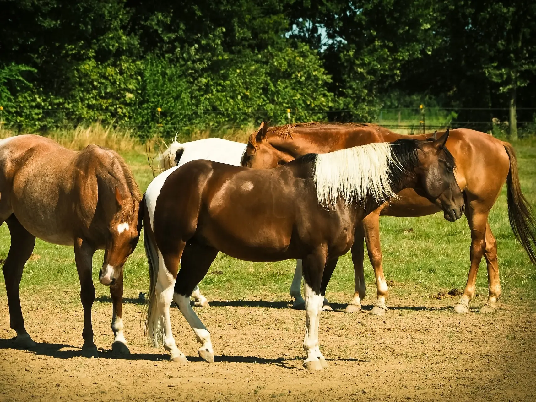 Bay pinto horse