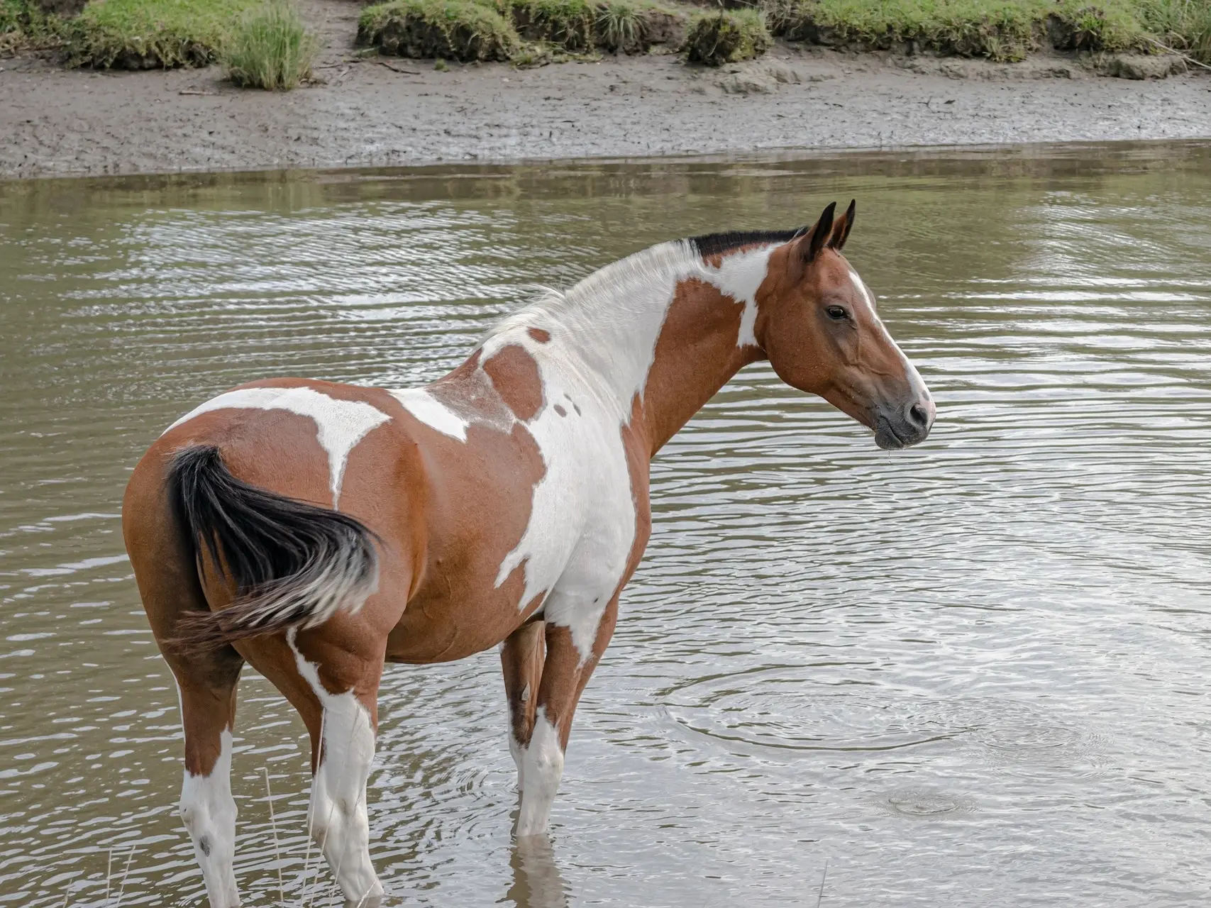 Tobiano pinto horse