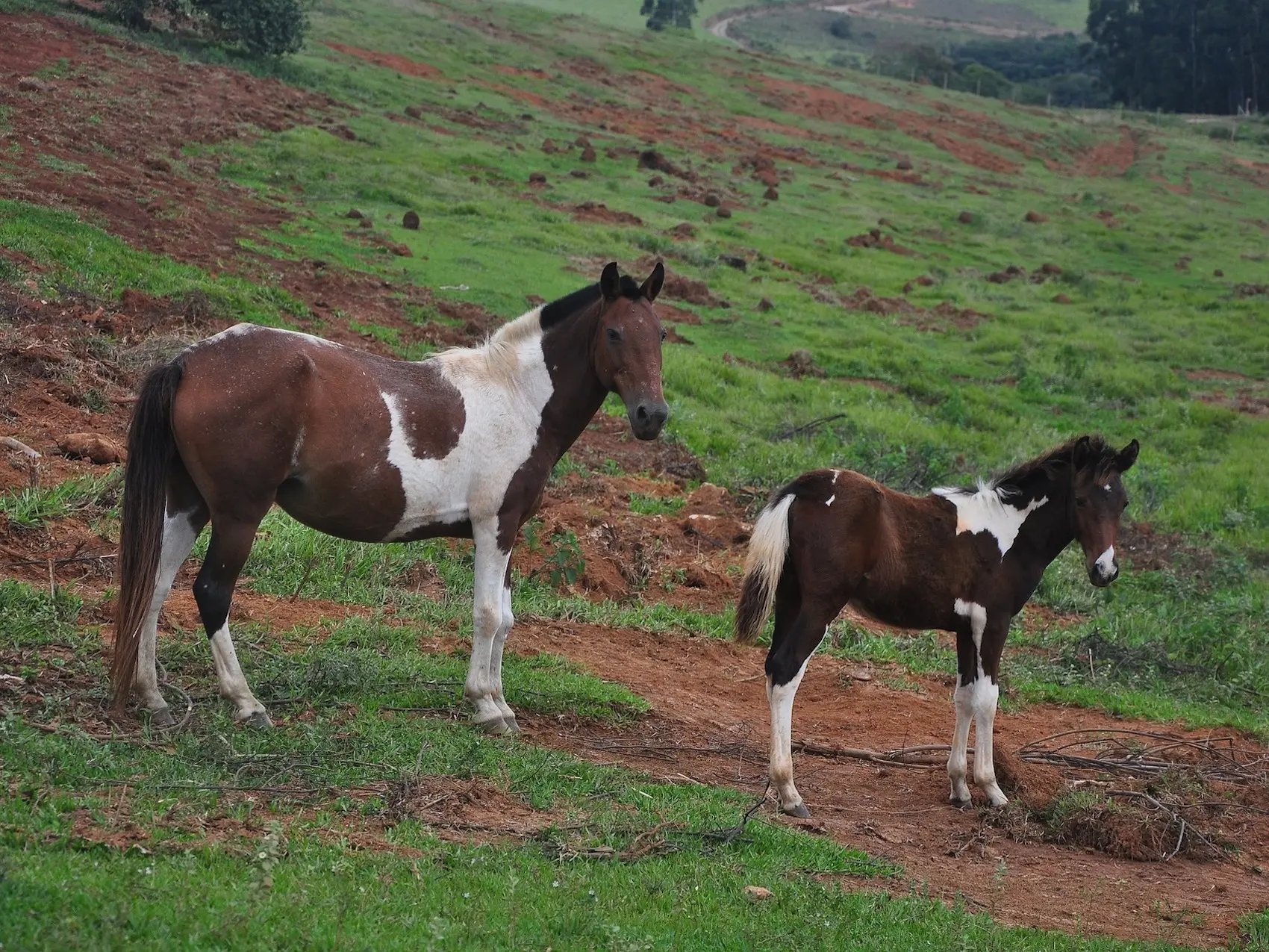 Tobiano pinto horse